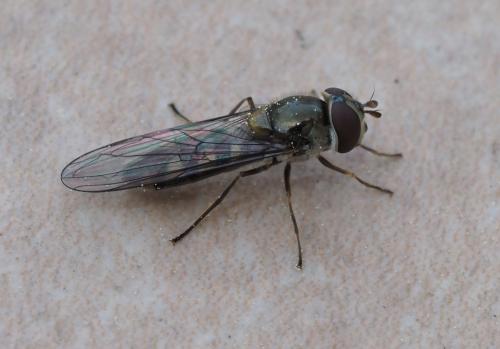 Réf. 227 860 : Meliscaeva auricollis
